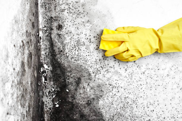 Mold Removal and Inspection in Lexington, MO