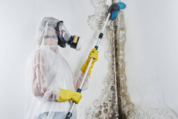 Best Office Mold Removal Services  in Lexington, MO