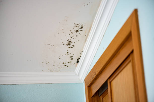 Best Best Mold Removal Companies  in Lexington, MO