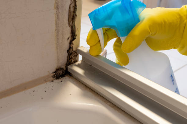 Best Same-Day Mold Removal  in Lexington, MO