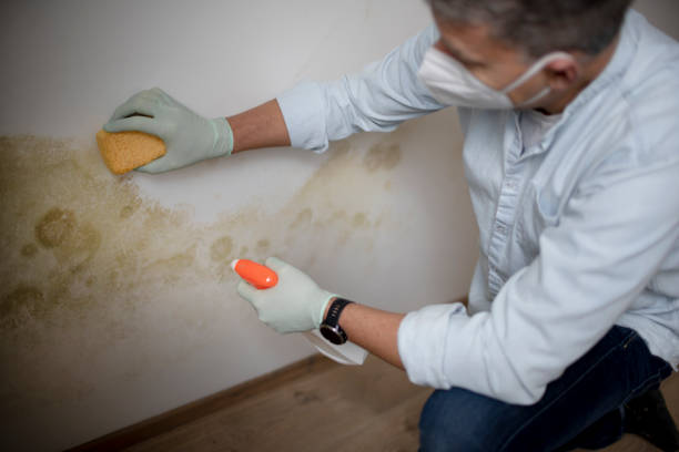 Best Mold Remediation Services  in Lexington, MO