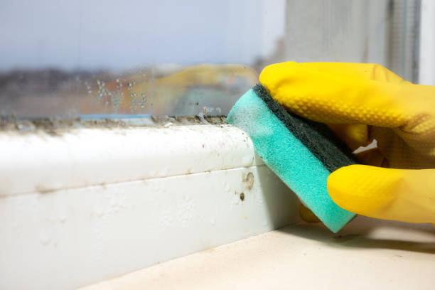 Best Commercial Mold Removal  in Lexington, MO