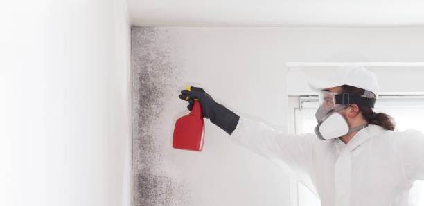 Best Toxic Mold Removal  in Lexington, MO