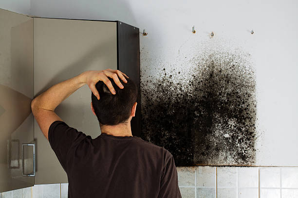 Best Fast Mold Removal  in Lexington, MO